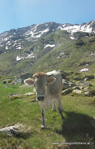 Sängerin Hoczeitssängerin Yvonne Brugger Musik Hochzeit Trauung Vorarlberg
